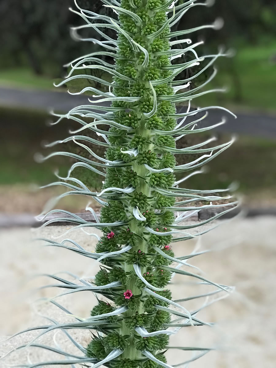 Echium pininana-up close and very personal