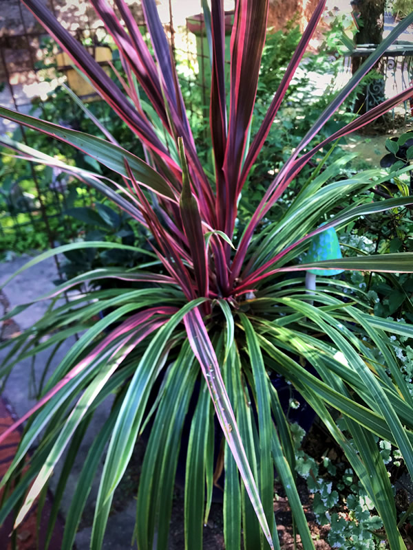 Cordyline ‘Can Can’