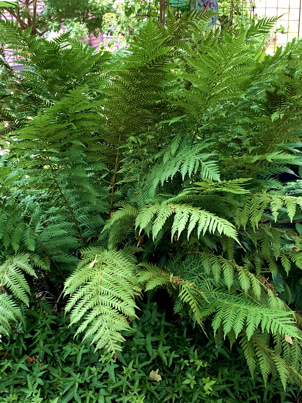 Woodwardia fimbriata Giant Chain Fern