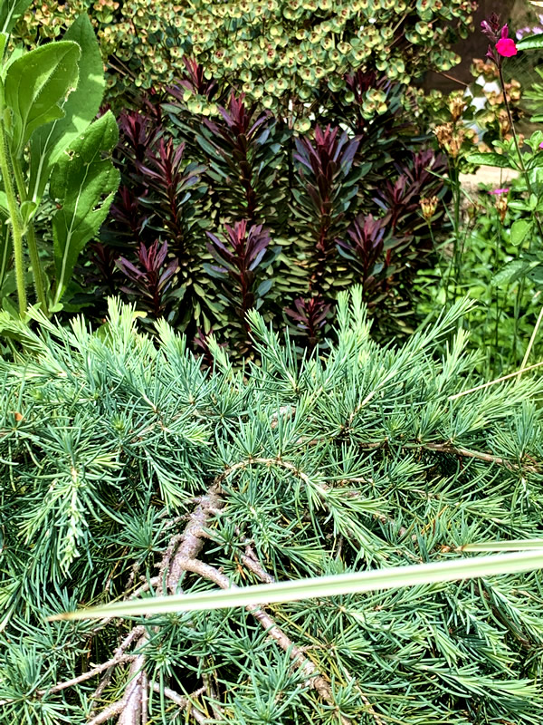 Euphorbia ‘Blackbird’