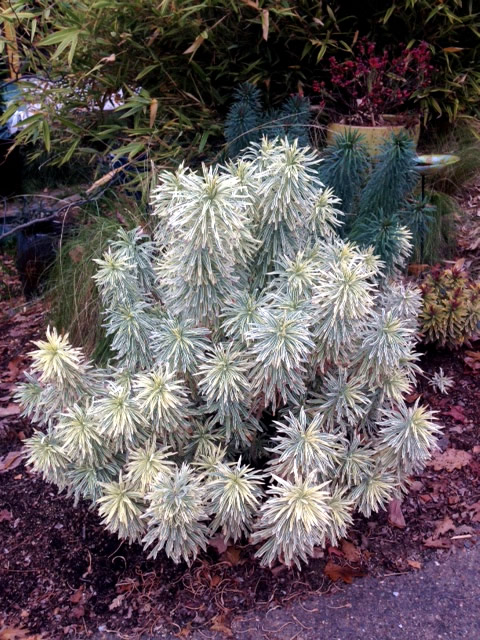 Euphorbia ‘Tasmanian Tiger’