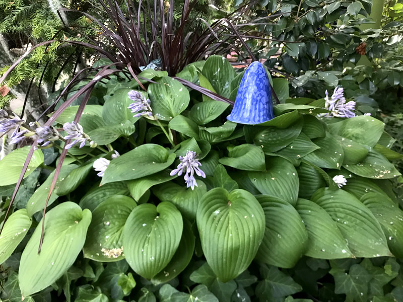 Hosta and Cordyline 'Festival Grass' and Hedera