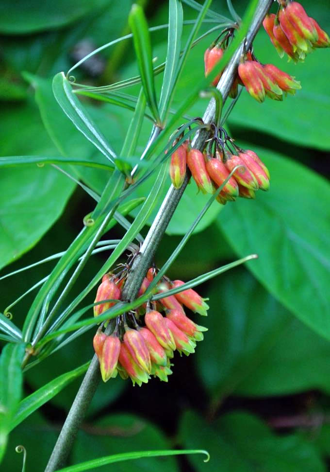 Polygonatum kingianum (Orange Flowering Solomon’s Seal)