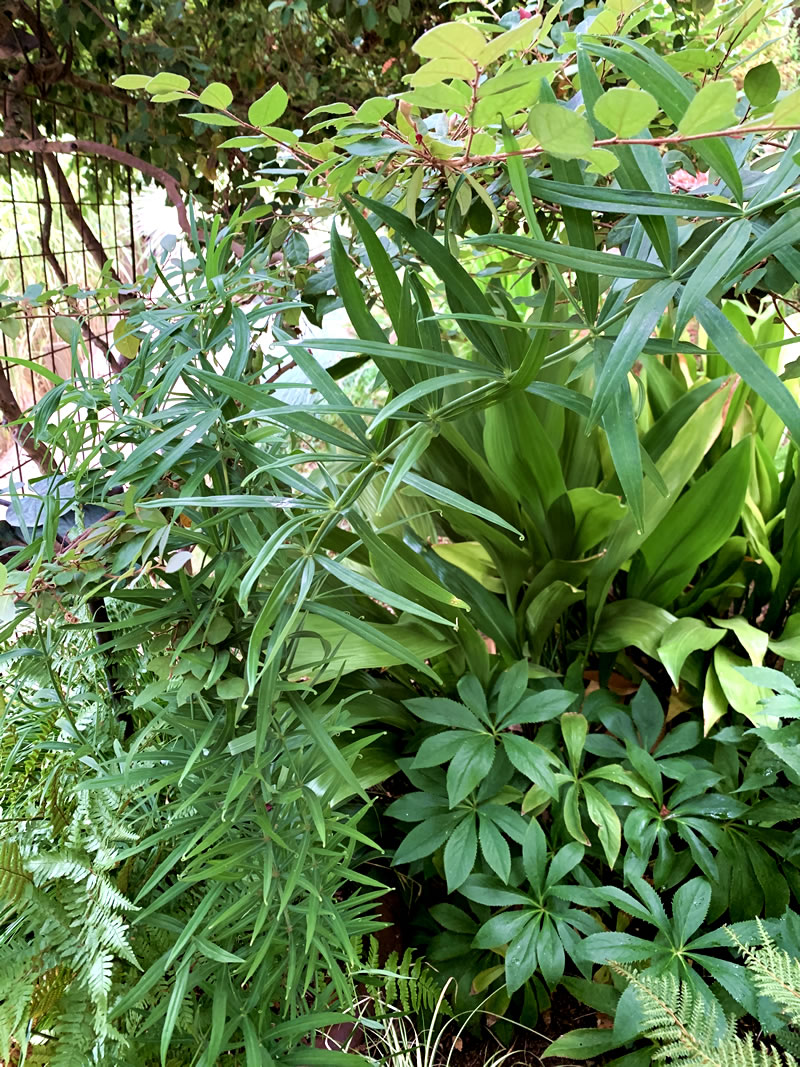 Polygonatum kingianum with Loropetalum chinense