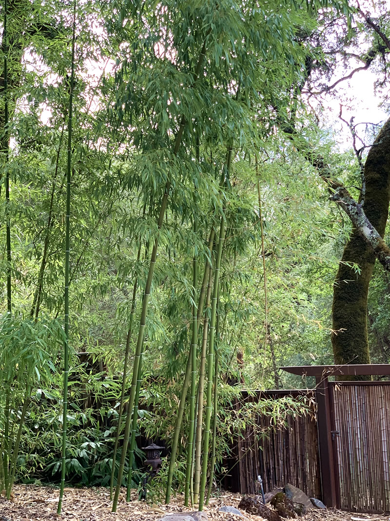 Bamboo at Sheri Burke's place