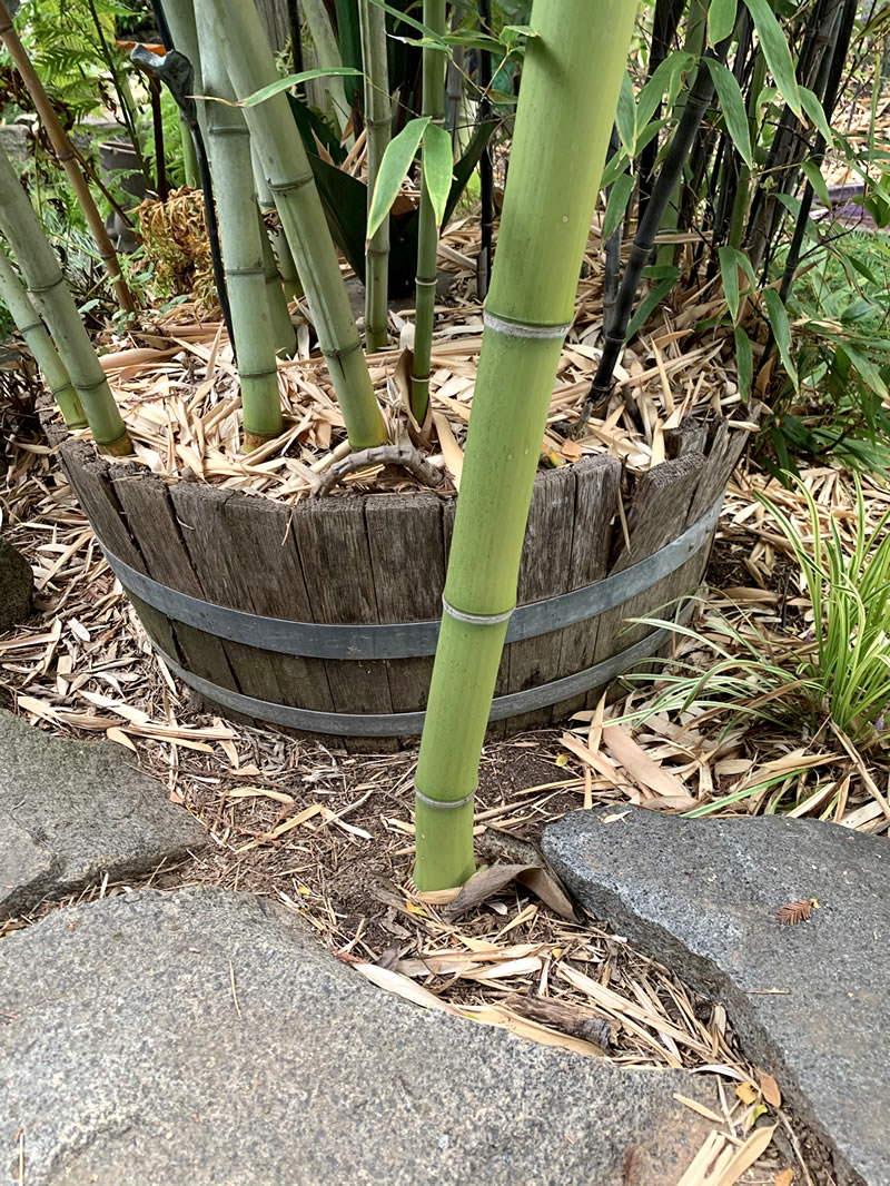 Bamboo in a wine barrel - mistake