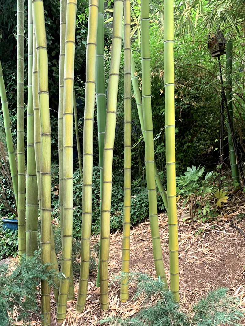 Timber bamboo spreading where it's not wanted