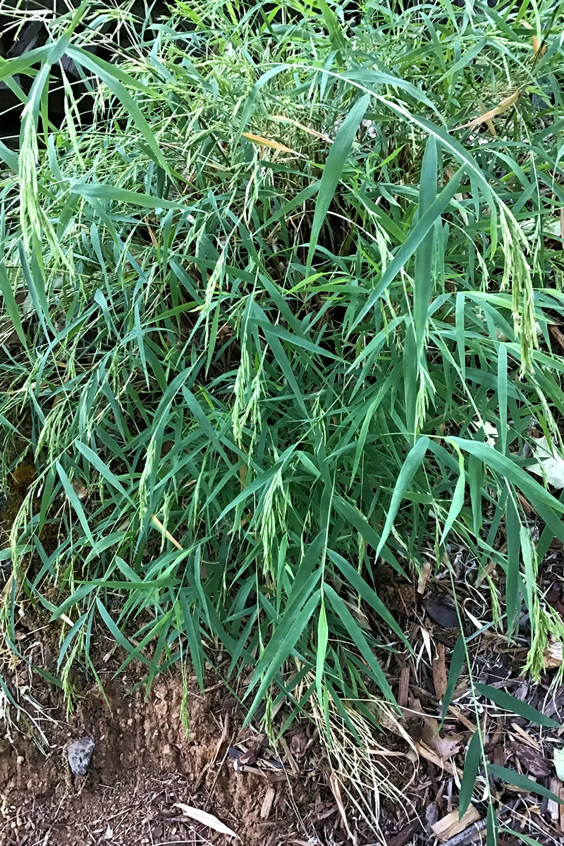 Otatea acuminata aztecorum ‘Chica’ (Dwarf Mexican Weeping Bamboo)