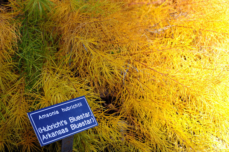 Amsonia hubrichtii ‘Hubricht’s BlueStar’ in fall