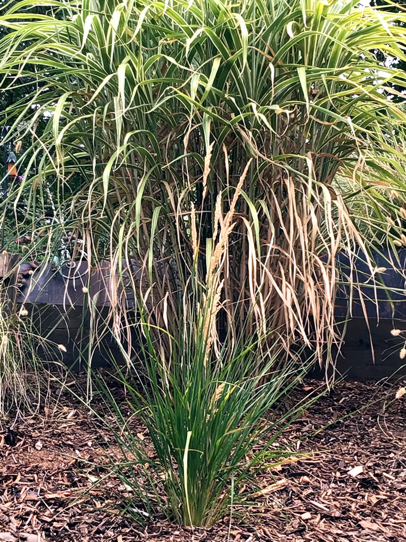 Miscanthus sinensis var. condensatus 'Cosmopolitan' and Calamagrostis acutiflora ‘Karl Foerster’ (Reed Grass)