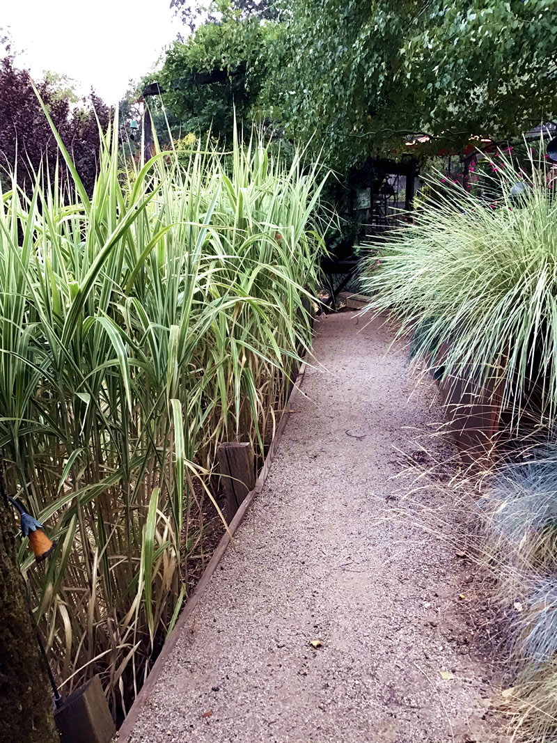 My path with Miscanthus sinensis var. condensatus 'Cosmopolitan' (Eulalia, Japanese Silver Grass)