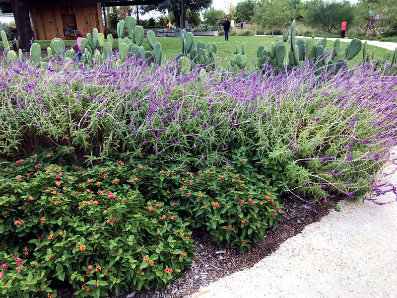 Opuntia (Prickly Pear), Salvia leucantha (Mexican Bush Sage), Lantana camara ‘Miss Huff’