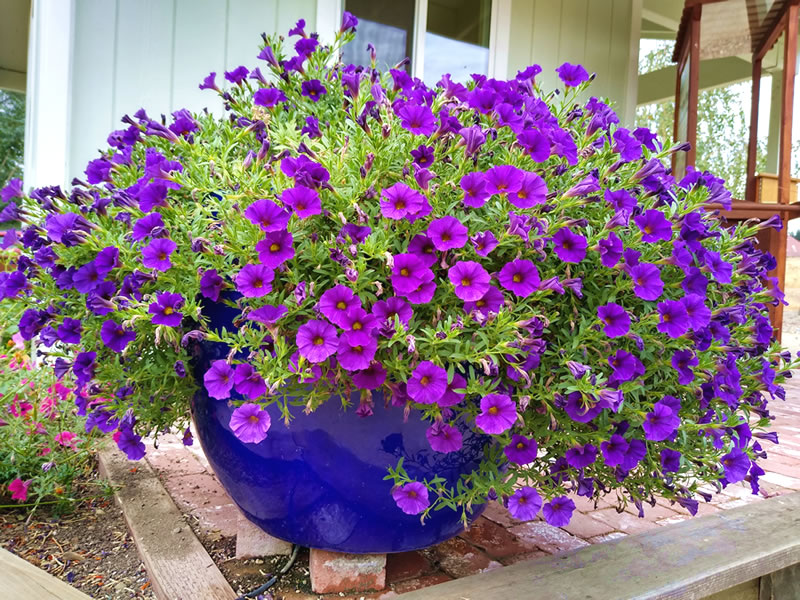 Calibrachoa hybrida ‘Cabaret Purple’ in blue container