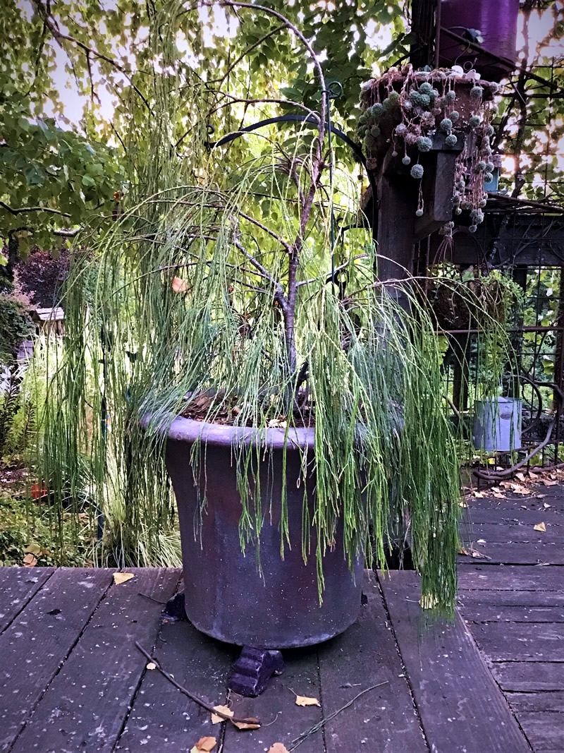 Thuja plicata ‘Whipcord’ (Whipcord Dwarf Western Red Cedar) in  purple concrete container