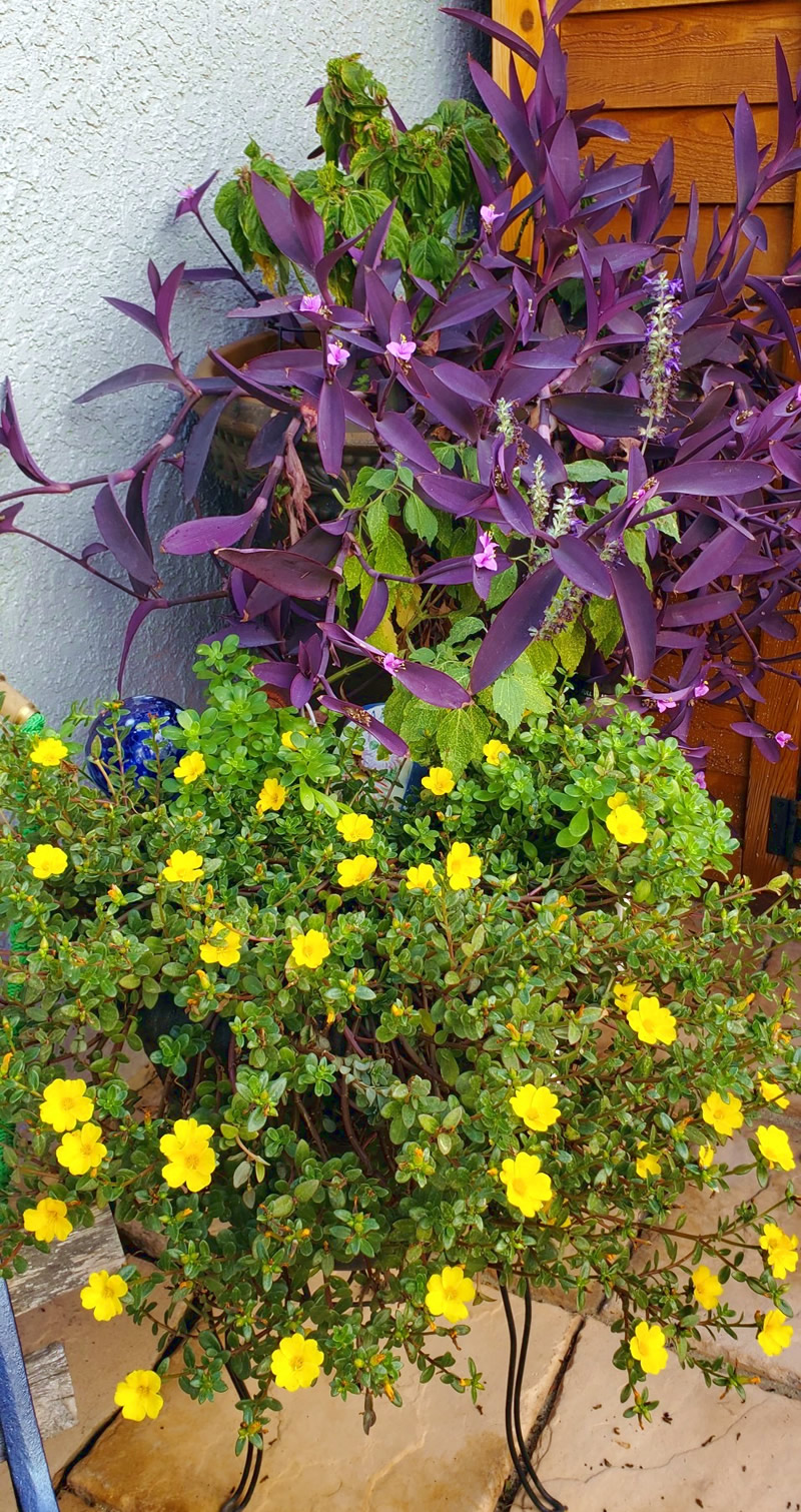 Tradescantia pallida 'Purple Heart' (Purple Heart Wandering Jew), Portulaca grandiflora in pots on porch