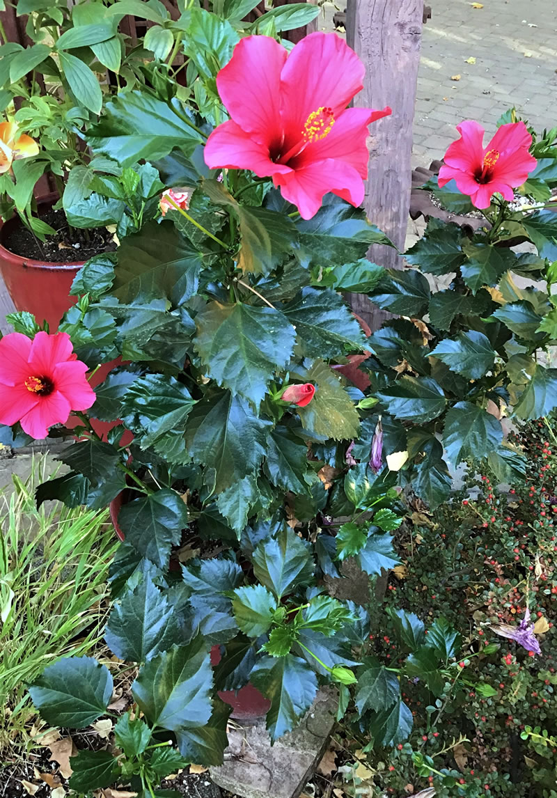 Hibiscus rosa-sinensis (Tropical Hibiscus) in container