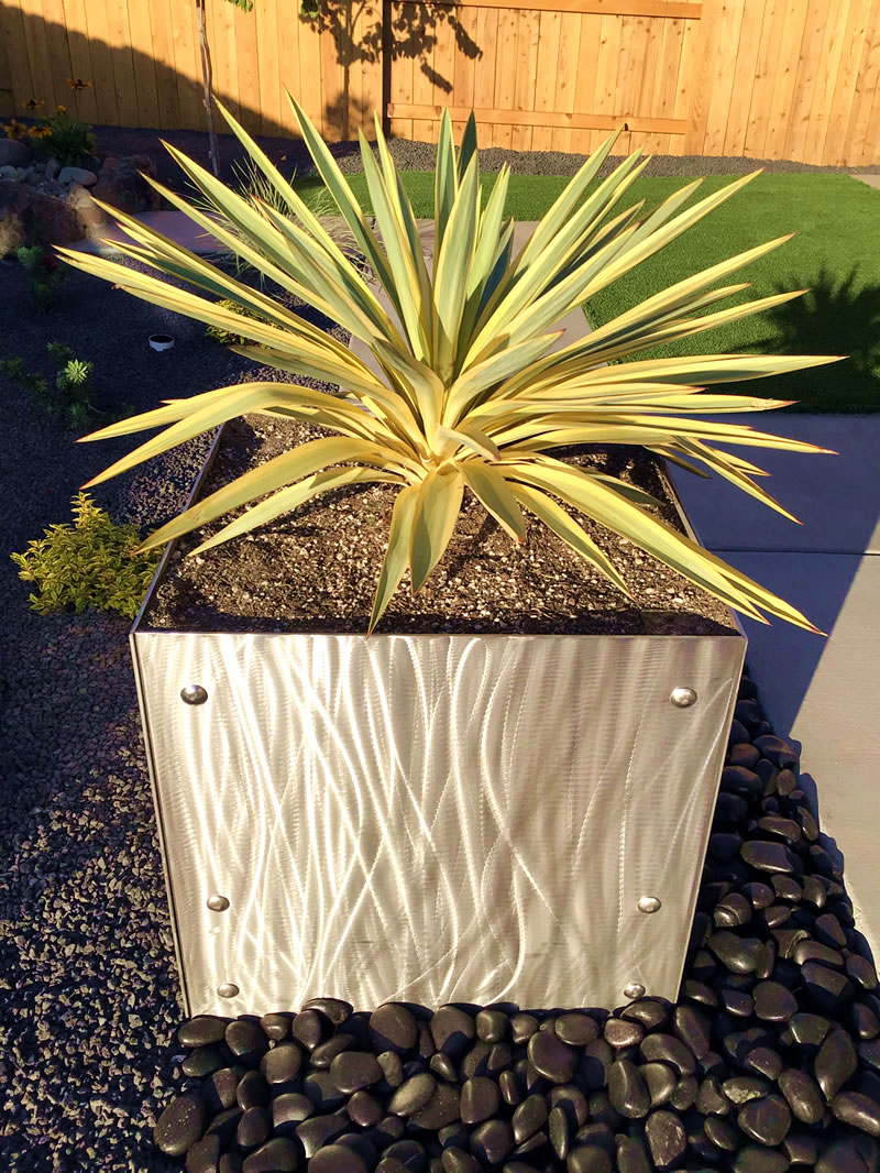 Yucca gloriosa ‘Bright Star’ (Spanish Dagger) in steel container