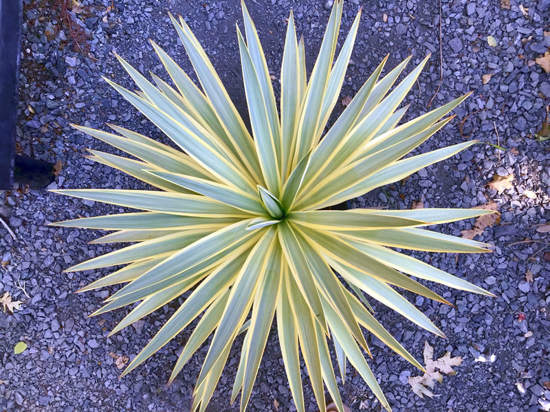 Yucca gloriosa ‘Bright Star’ (Spanish Dagger) top down view