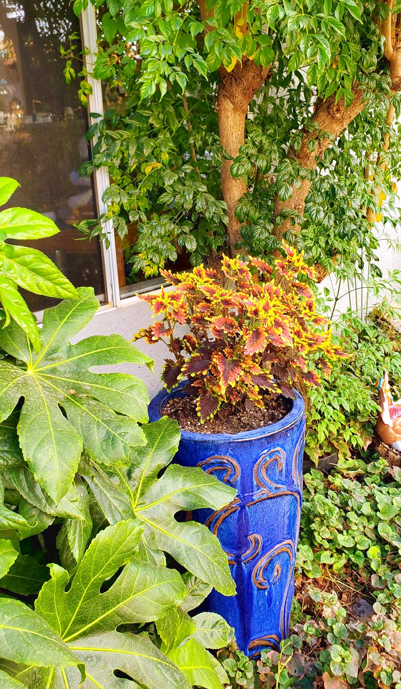 Coleus (unknown variety) in blue container with light brown designs