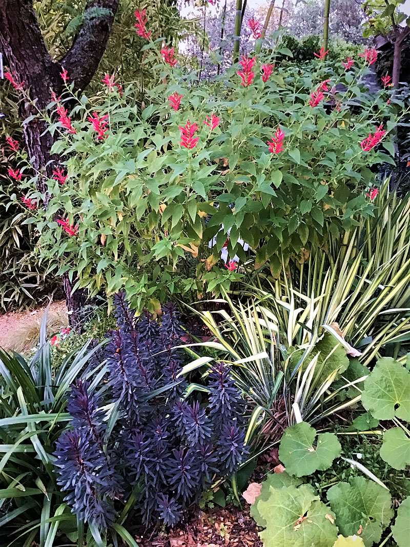Savlia splendens (Scarlet Sage) in container, Euphorbia ‘Blackbird’ and Yucca filamentosa ‘Golden Sword’ in front hiding the container