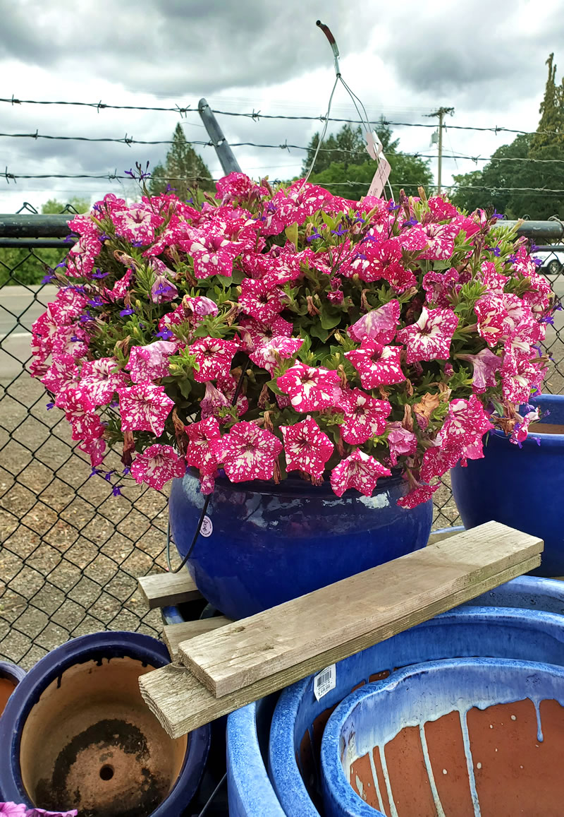 Pink petunia in blue container against chain link fence