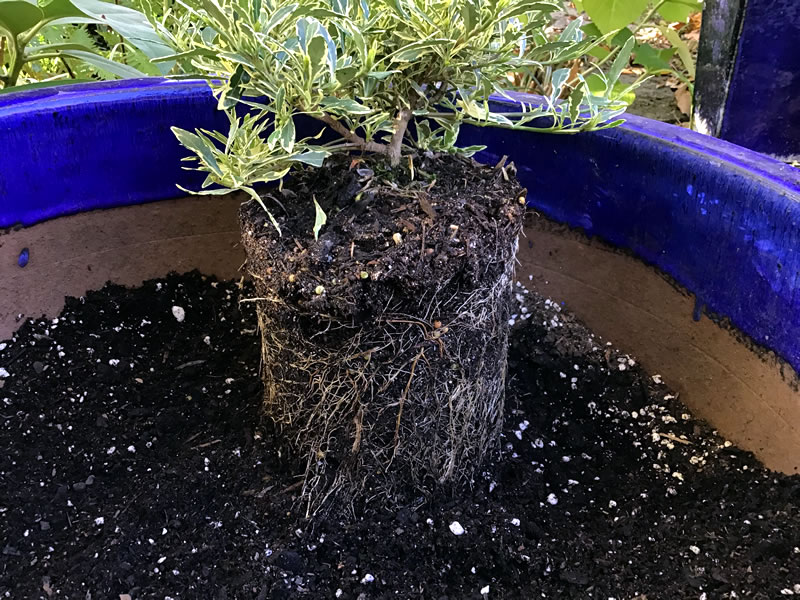 Plant with exposed root ball sitting on soil in container