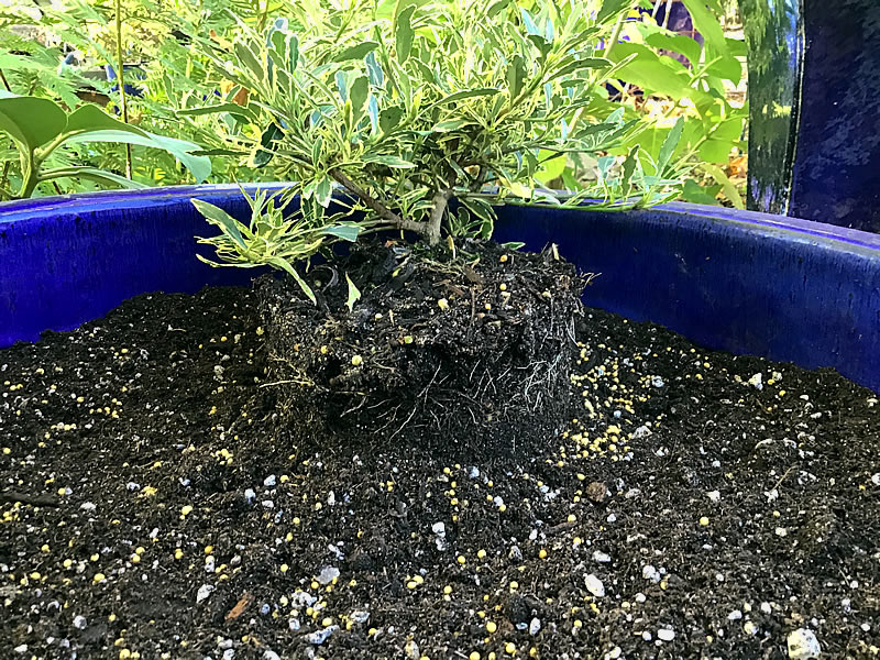 Soil in container with half the plant's root ball in the soil