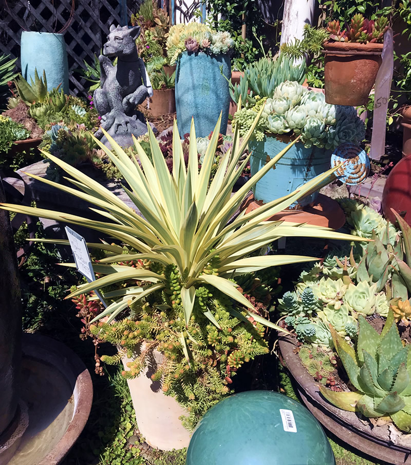 Display of various succulents