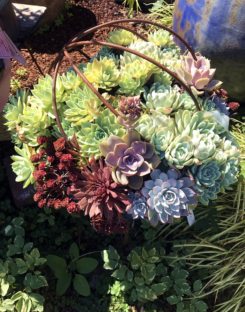 Various succulents in a bowl shaped planter