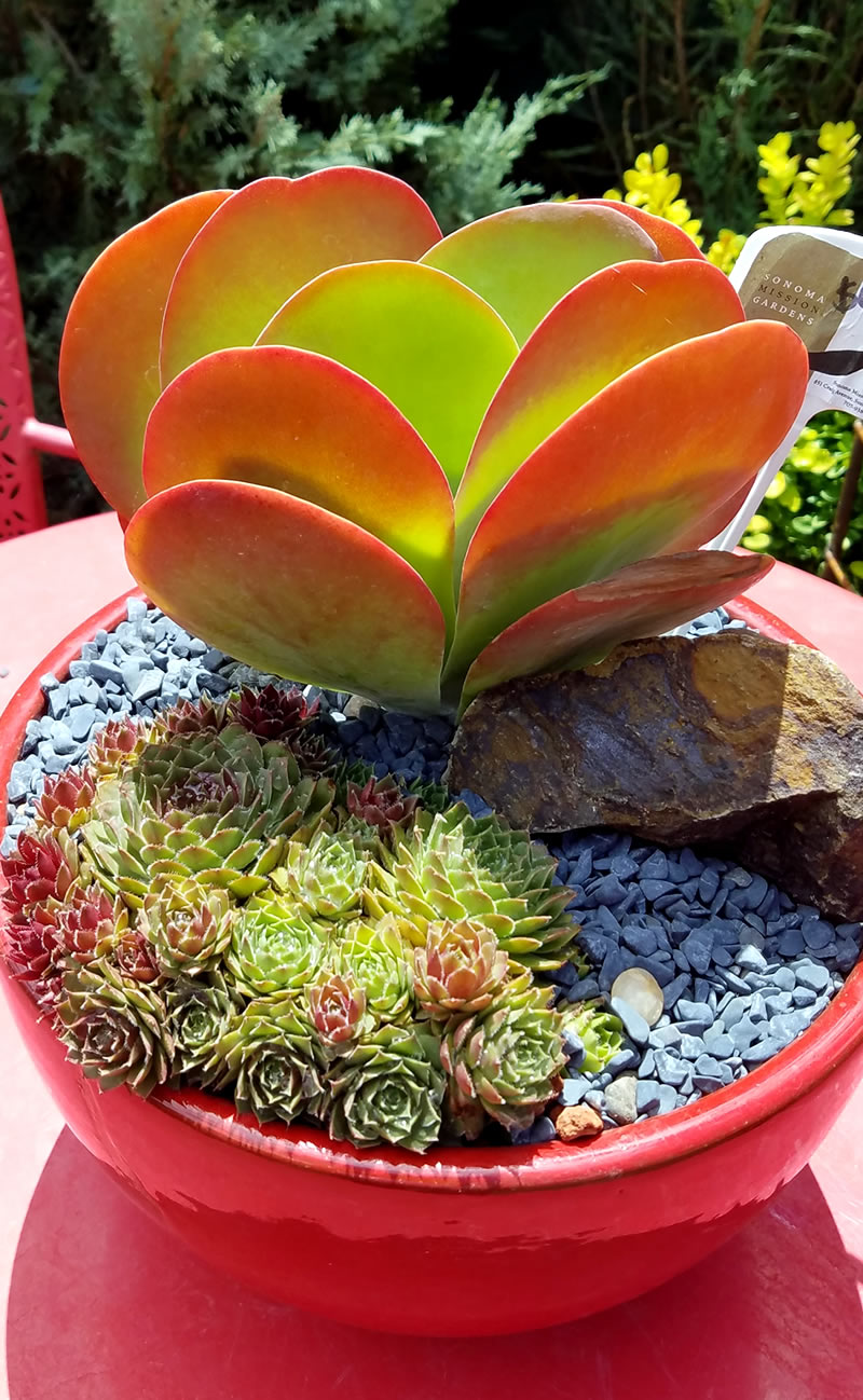 colorful succulents in orange pot