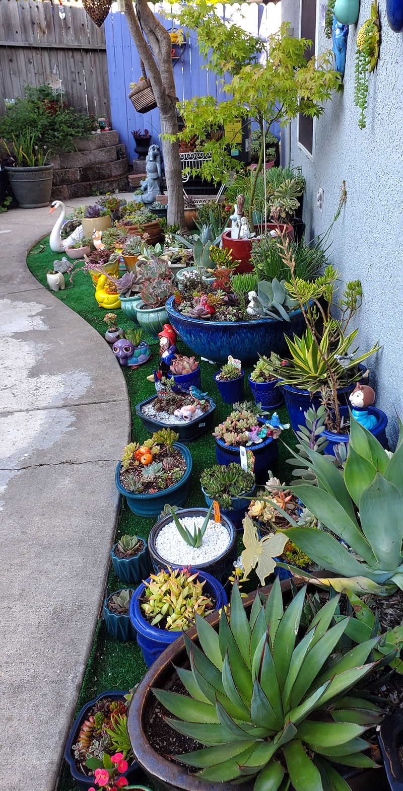 Backyard display of many succulents in a border along wall