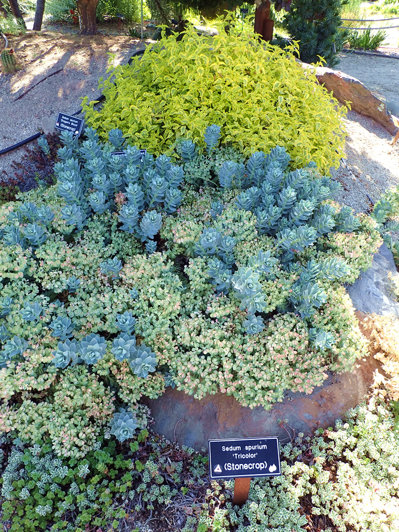 Succulent display, blue hues