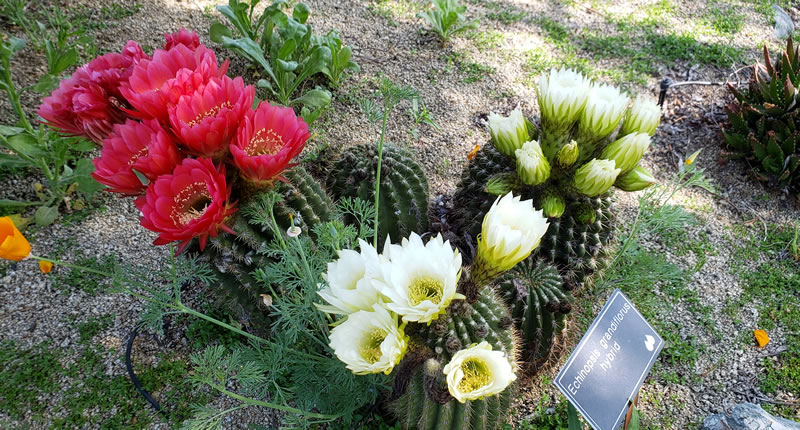 Succulents with cactus in bloom, red and white