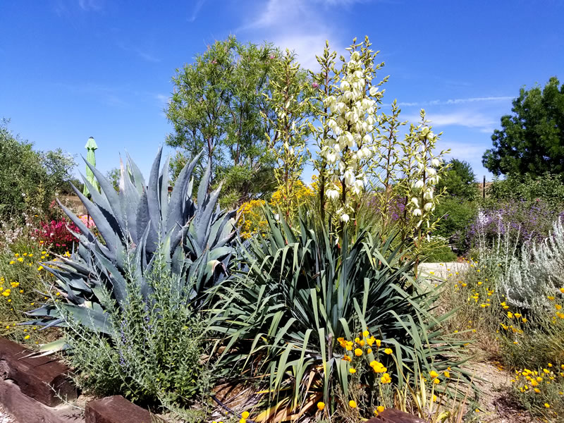 Display of large succulent and cactus plants