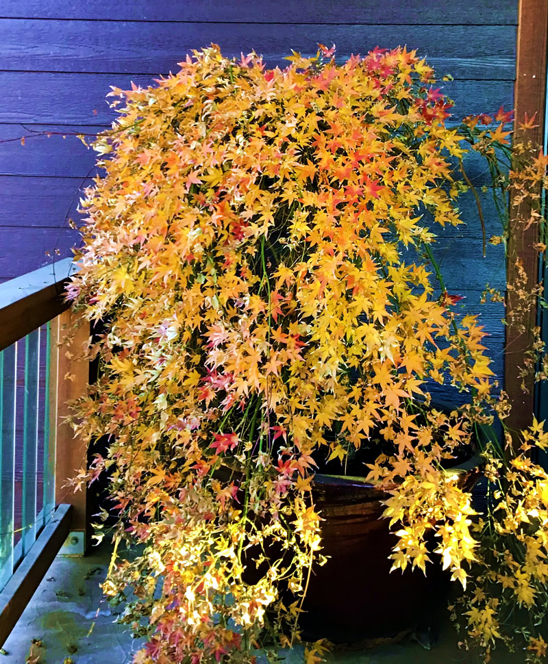 Acer palmatum fall colors in pot on deck