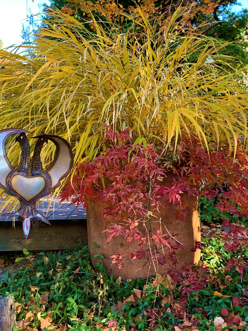 Acer palmatum and Hackonechloa macra grass together in a large container