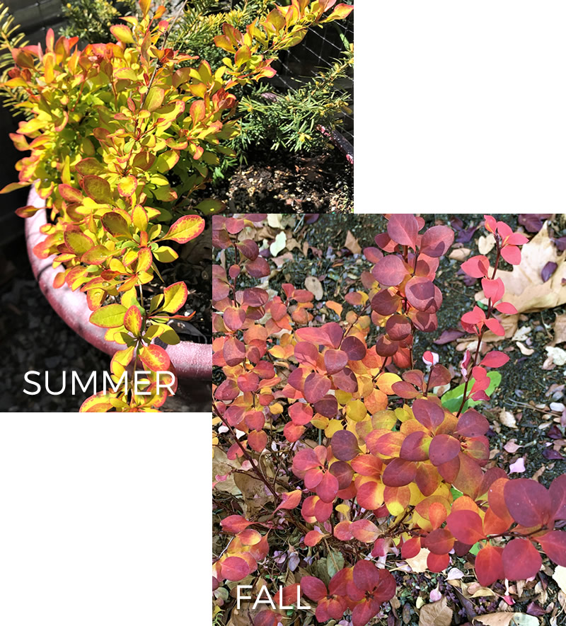 Views of Barberry in summer and fall