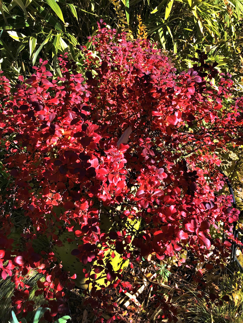 Berberis roseglow in fall colors