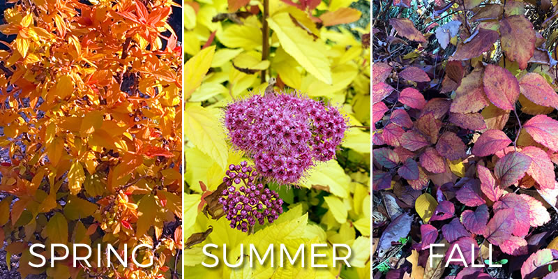 Views of Spriea Candycorn in spring, summer and fall