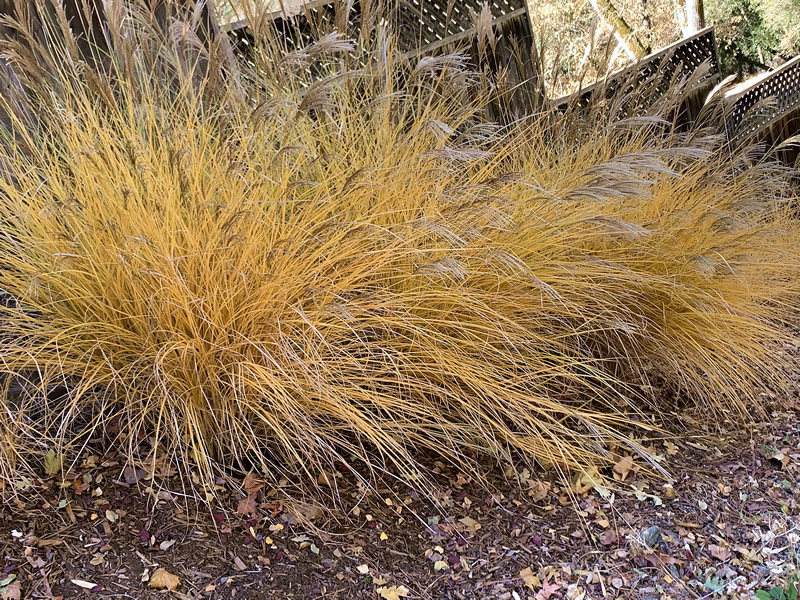 Miscanthus sinensis 'Gracilimus' (Maiden Grass) in fall