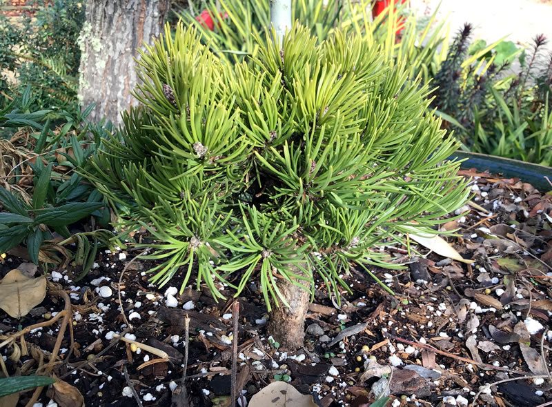 Dwarf Mugo Pine in container