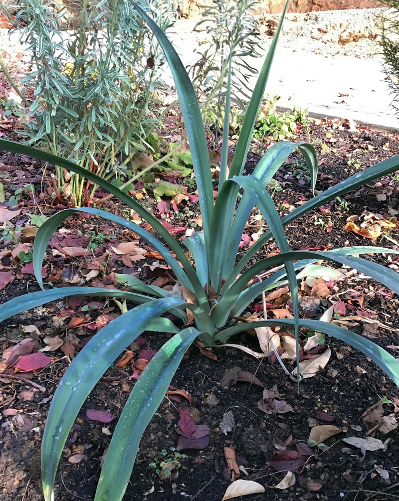 Strappy Mexican Lily in ground