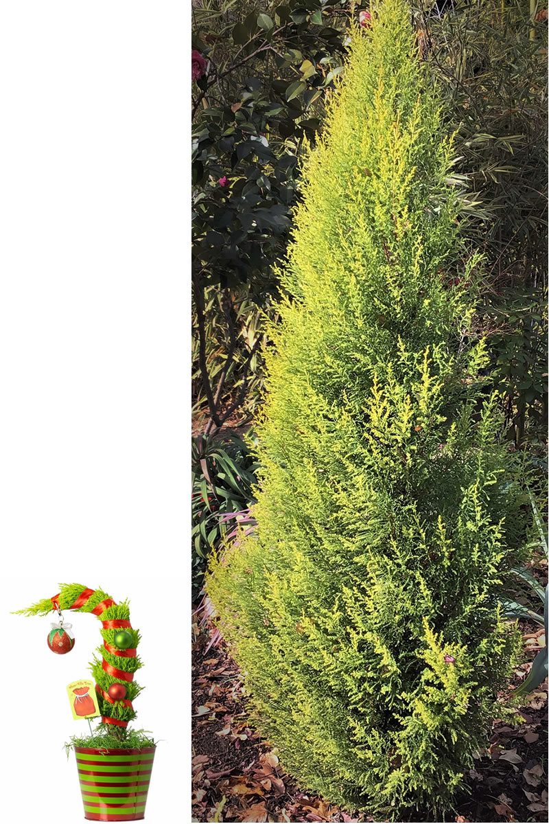 Tiny Lemon Cypress in Christmas pot and tall cypress in garden