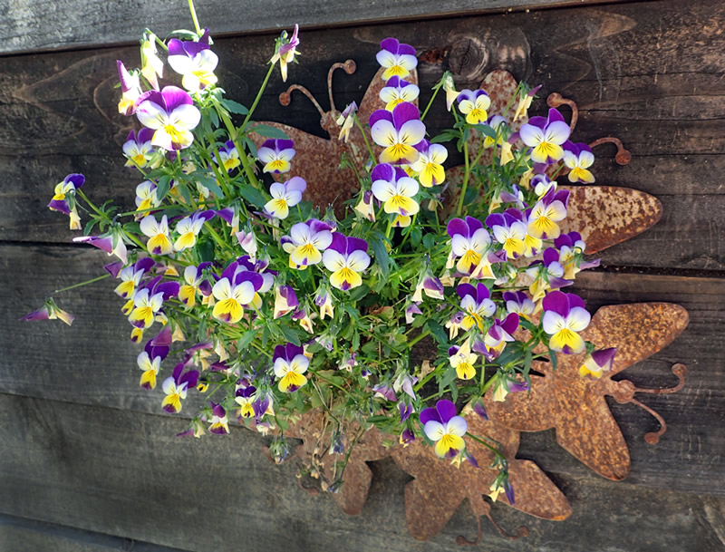 Johnny Jump Up Violas in wall container