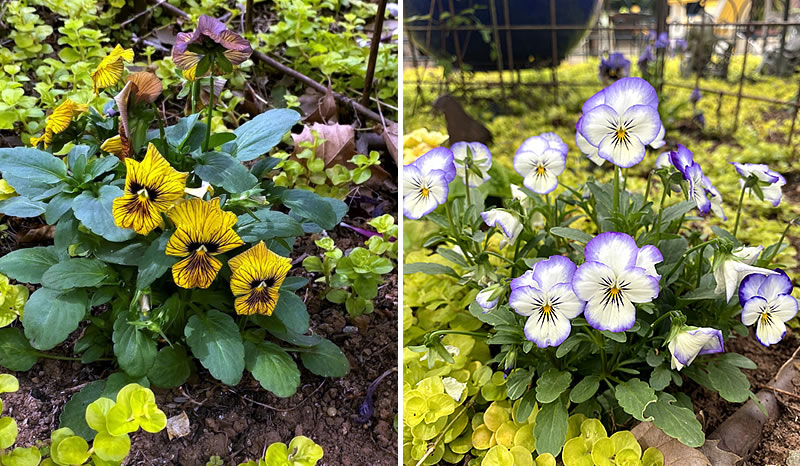 Two Viola varieties in garden with ground cover plants