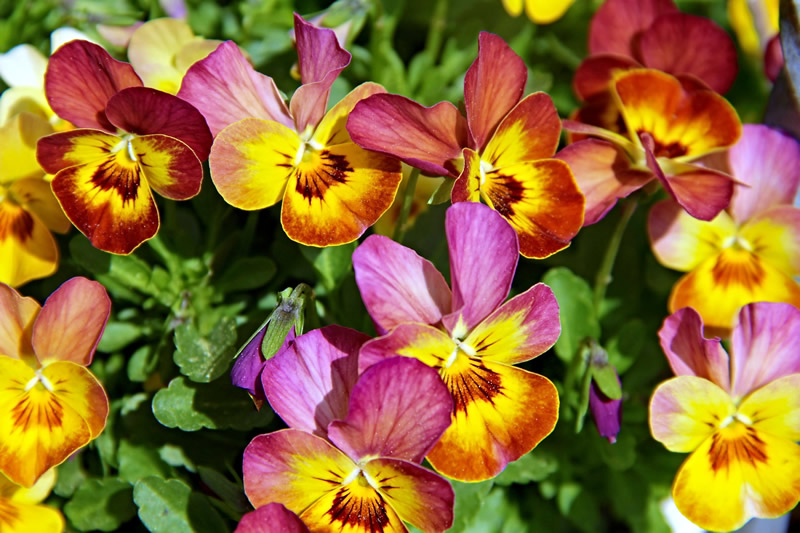 Colorful Viola patch, red, yellow, orange, pink