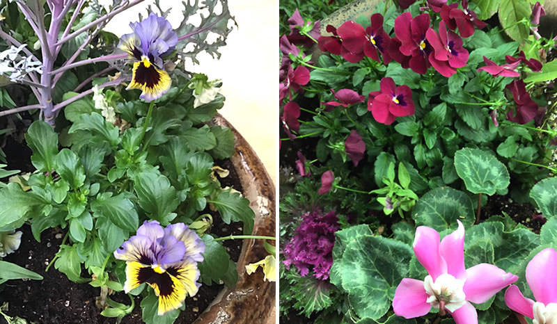 Violas among container plantings