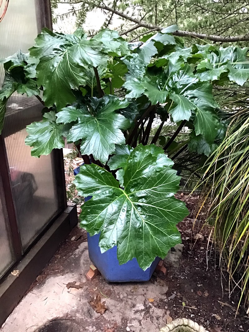 Acanthus mollis in a pot, large luscious leaves