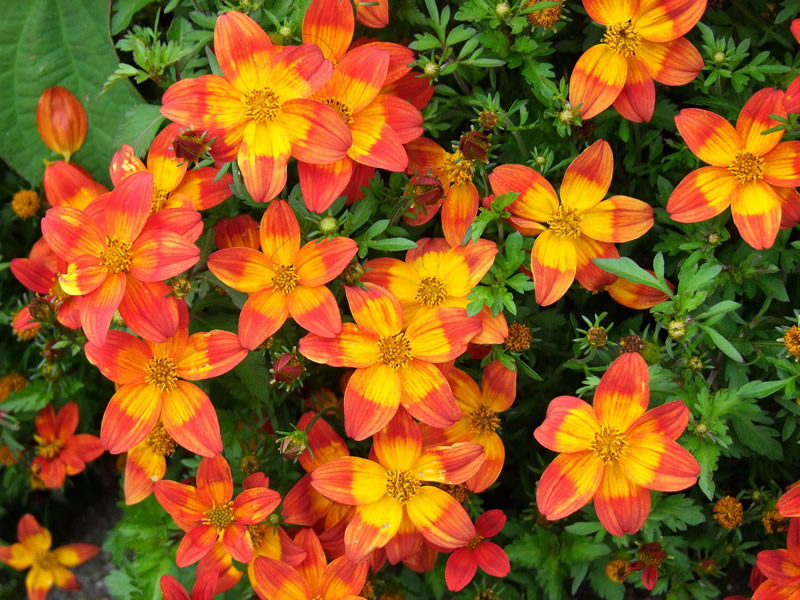 Bidens hybrid ‘Beedance’ cheerful orange yellow flowers
