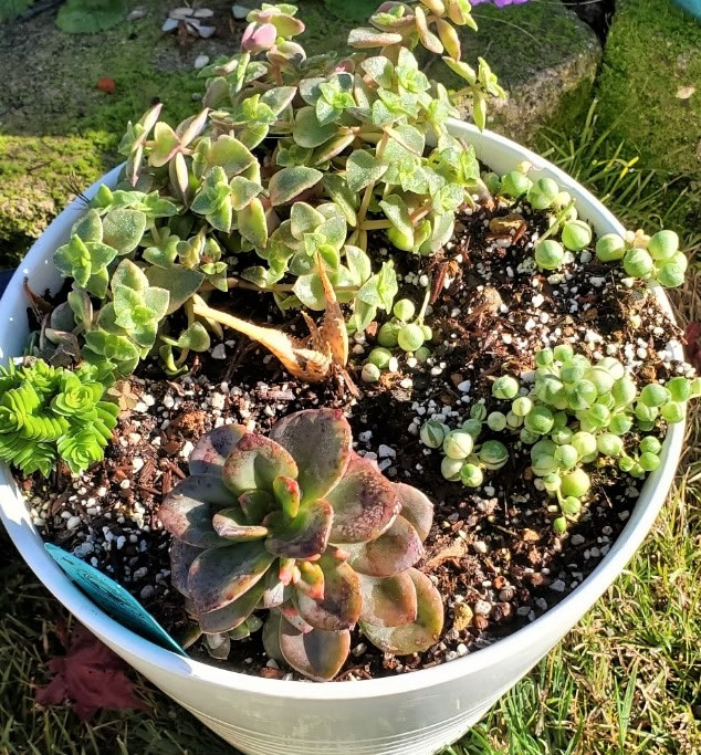 various succulents arranged in a white pot